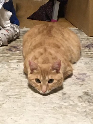 うつぶせになるきなこ。まるで「つちのこ」のようだ