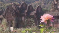 世界各国の約400品種を楽しんで レオマリゾートで秋のバラが見頃 香川・丸亀市