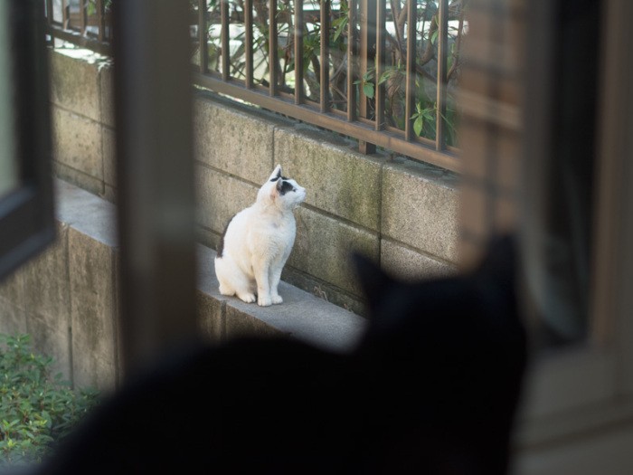 「え、うちのおばちゃん、またイタリアンの店でランチしてるって?」(小林写函撮影)