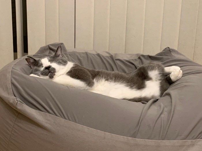 すやぁ… ネコは寝ているだけで癒やしの天才