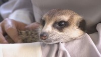 ミーアキャットやプレーリードッグなど約15種類 飼育員夫婦がつくった「動物園」の小さな人気者 岡山・津山市