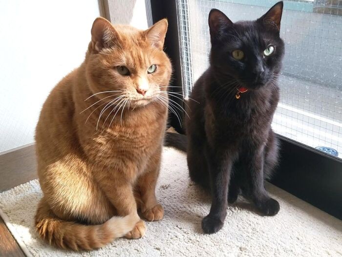 体形も必要なフードも違う(岡田さん提供)