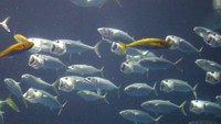 四国水族館に沖縄から「グルクマ」が仲間入り “大きな口”と群泳の様子楽しんで 香川・宇多津町
