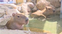 露天風呂大好き!池田動物園でカピバラの一般公開始まる 岡山市