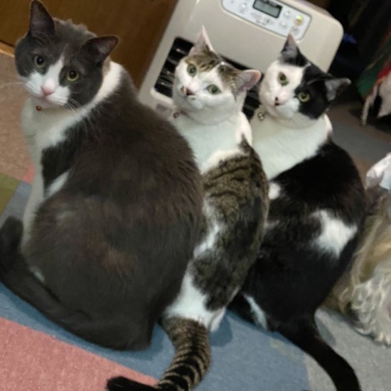 振り向き3にゃんず、これからも仲良くね!(えり子さん提供)