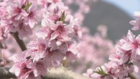 「新年度はなぜ4月から?」「春はいつから?」専門家に聞いてみた【みんなのハテナ】