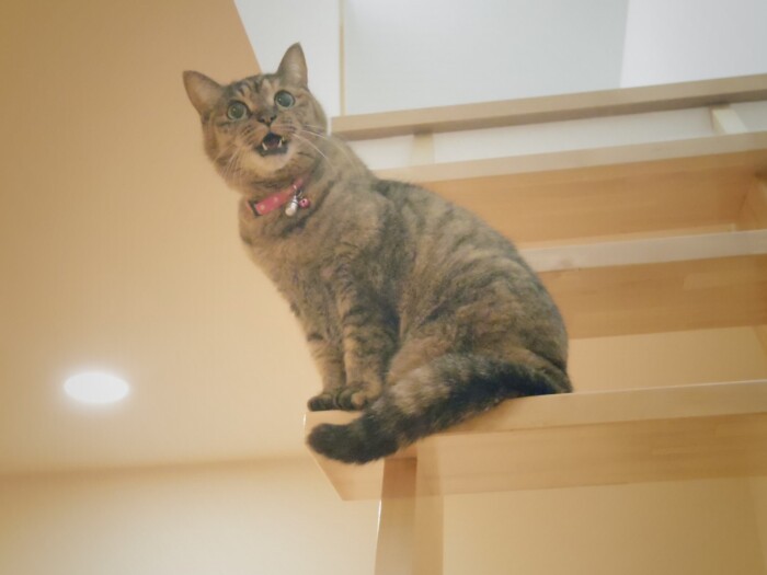 若い頃は軽々上った階段(maiさん提供)