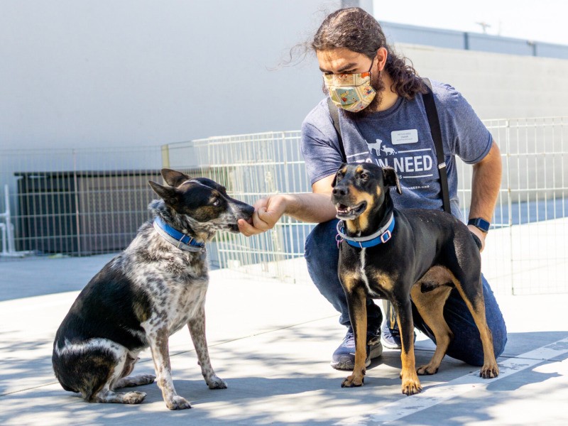 『PETS IN NEED』のスタッフ。コロナ対策も厳重だそう