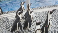 四国水族館 ケープペンギン22羽の愛称が決定 四国にちなんだ名前も♪ 香川・宇多津町