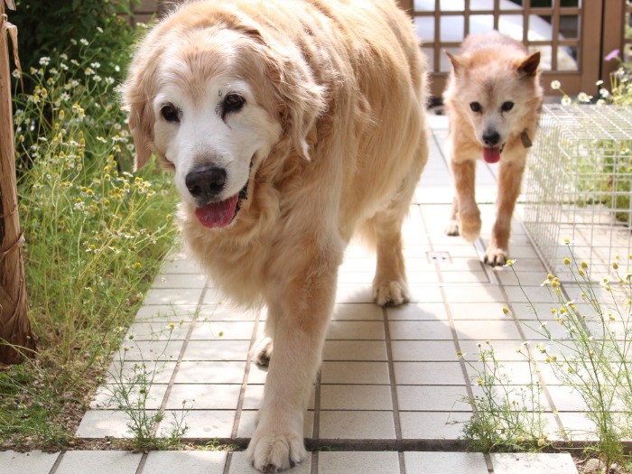 大型犬だって平気だよ