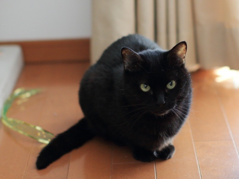 「くろ」はすてきな兄