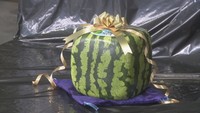 「四角いスイカ」出荷始まる 7月中旬ごろまで関西や東京へ 香川・善通寺市