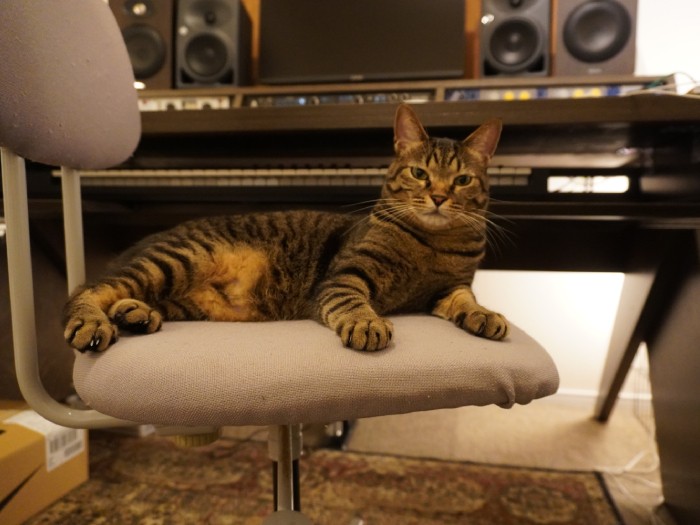 2020年2月頃。作業部屋で1番のお気に入りの椅子の上で、プロデューサー然として。いつもShingoさんとイスの取り合い!(Shingo Suzukiさん提供)