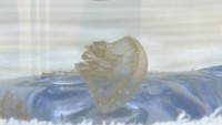 前回は2日で完売→入荷量3倍以上に 「タコクラゲ」を自販機で販売 香川・高松市