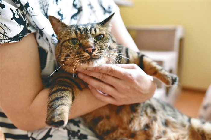 義足のチビタ(原田佐登美撮影、「猫にひろわれた話」より、辰巳出版提供)