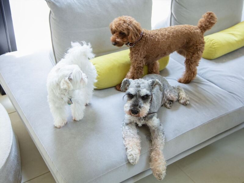 「犬同士の社会のことは、大きなトラブルでない限り、信頼して任せています」