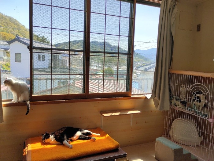 手前でリラックスする猫ちゃんは右手がまひして動きません。しかし、根っからの性格なのか天真爛漫。にゃおにゃおと甘えてくれました