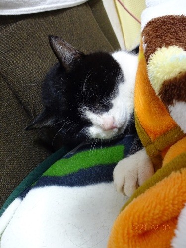 23 歳11 カ月。最近よく寝ます「見る夢は、パパ、ママ、おにいちゃん、おねえちゃん、はる君、ゆめちゃん。僕の家族のこと」(佐藤さん提供)