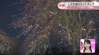 【中継】しだれ桜のライトアップ リニューアルした「さぬきフラワーガーデン」で初開催 高松市