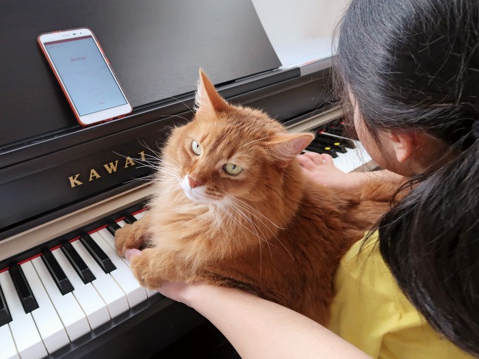 まーちゃんがピアノの練習をしているとツナが膝の上に乗って甘える