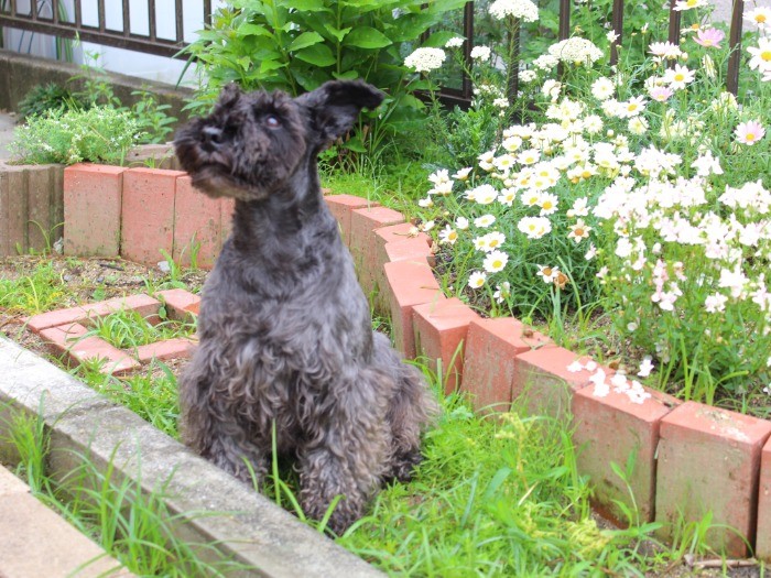 カメラはちょっと苦手