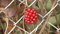 「生き物大好き記者」が追う! 冬枯れの植物「わびさび」の世界 岡山県倉敷市・重井薬用植物園