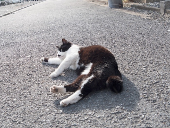 「道路は温かくて気持ちがいいね」。(小林写函撮影)