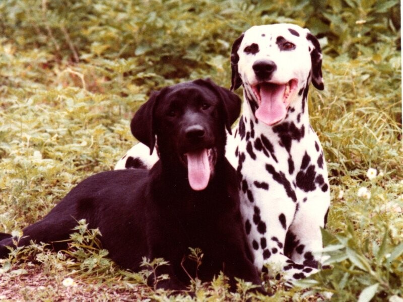 ダルメシアンの「ラッキー」と、そのあとに家族になったラブラドール・レトリーバーの「ロビン」