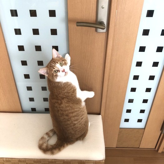 見返り美男?