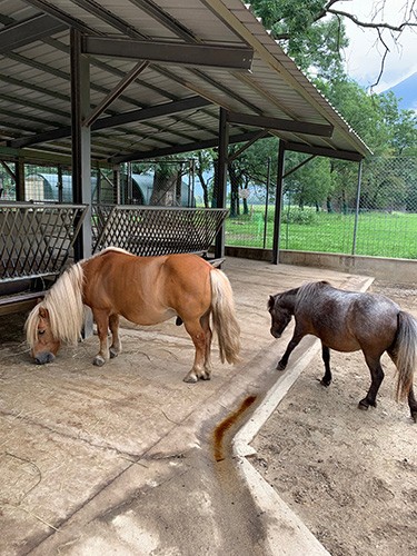 右のローラ(7歳)は目を悪くして保護されました。スイスでは集団で生きる動物は1頭で飼育してはいけない法律があるため、すぐに左のルフス(10歳)と共に暮らすことになりました