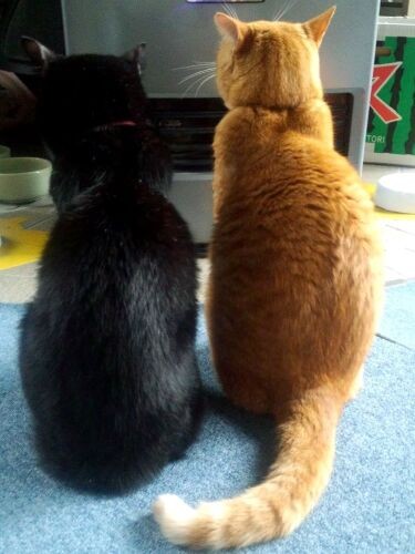 冬になれば2匹で仲良くストーブに(岡田さん提供)