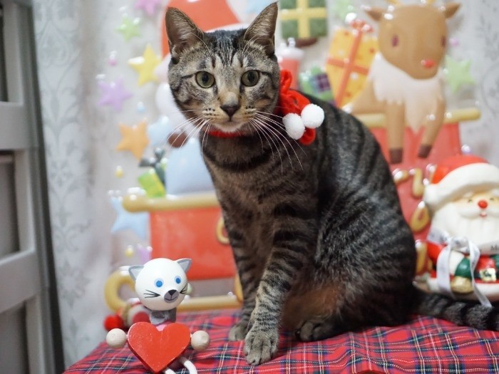 みんな、メリークリスマス