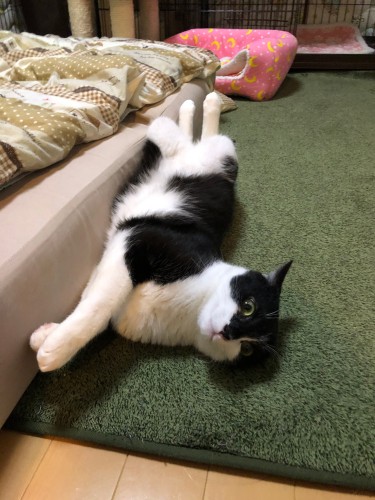 平日は昼休みと夜、パパとママは猫部屋に会いにいく。パパは猫部屋に置いたソファをベッドにして横になることも。冬は猫たちが布団に潜って寝るので、ベッドの形のままにすることも多いのだとか(M男さん提供)