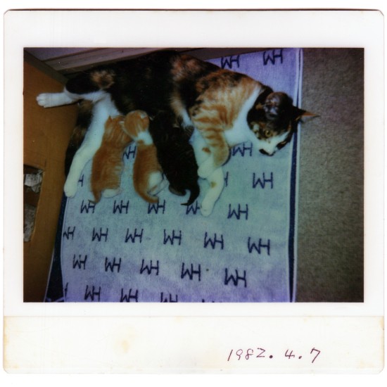 ポラロイドでパチリ