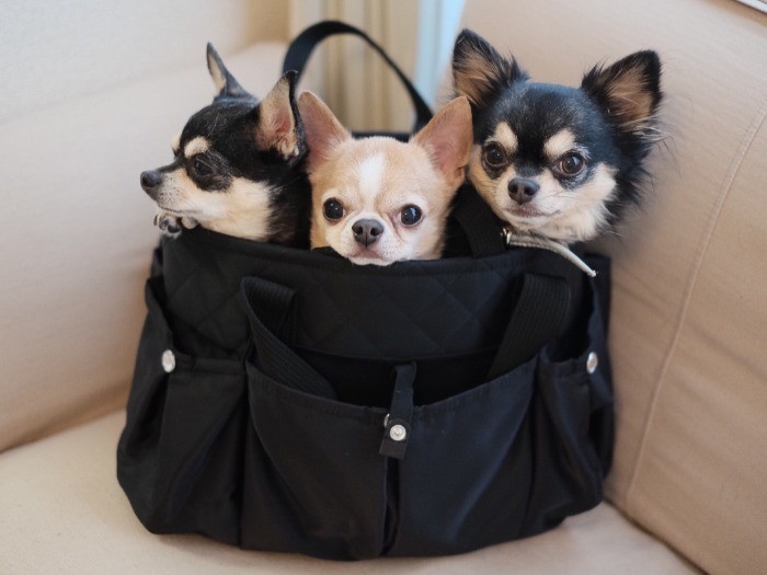 大好きなキャリーバッグ