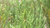 絶滅が危ぶまれる希少な植物「アッケシソウ」が開花 10月中旬にはサンゴのような美しい姿に 岡山・浅口市