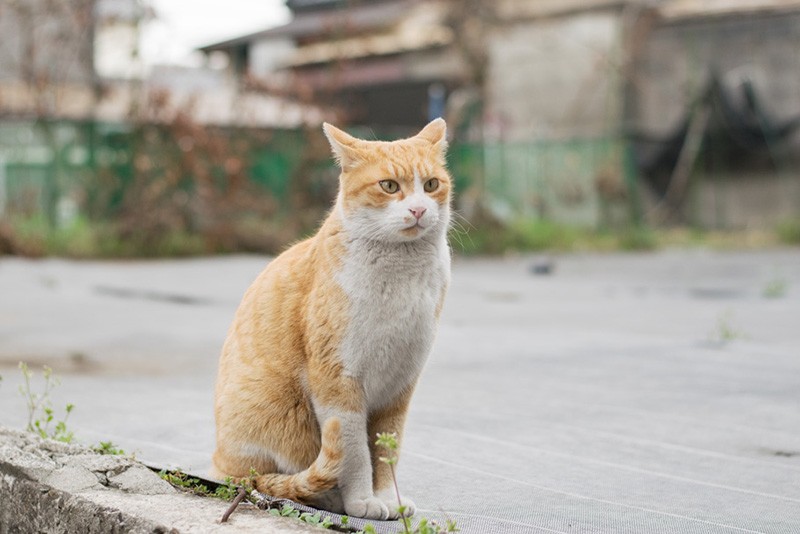 カメラの前で、はいポーズ。(小林写函撮影)