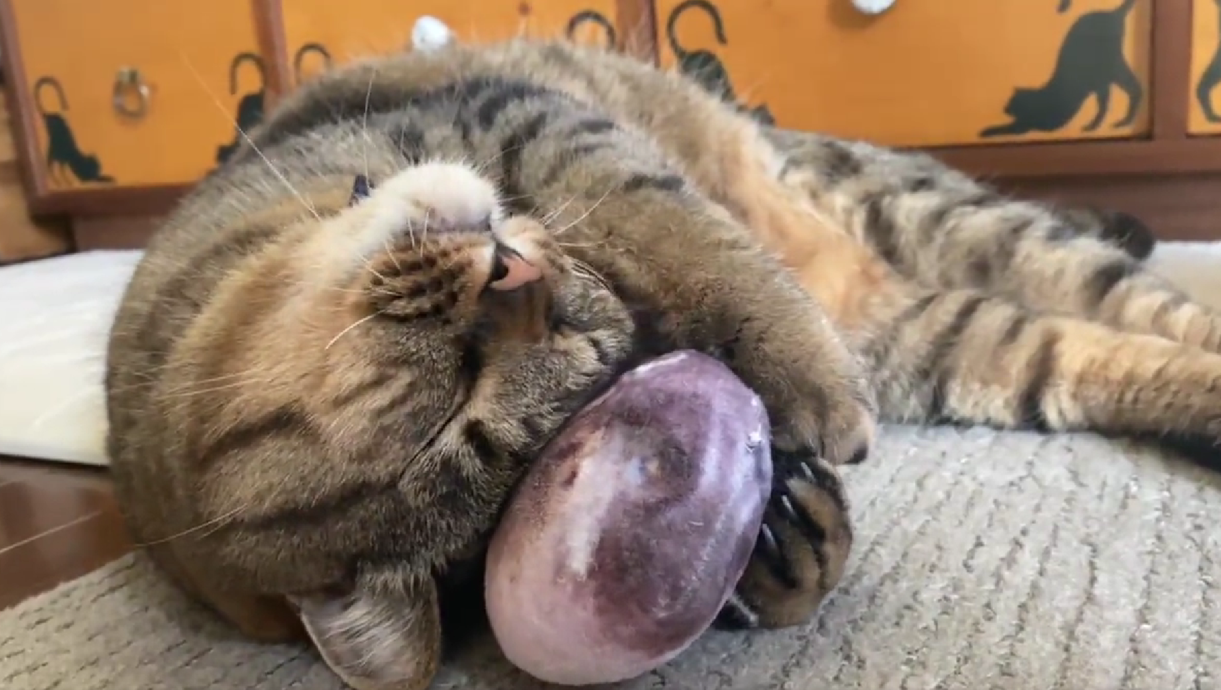 大好きニャものはぎゅっとしたいの! ハグ(89)の日の猫さんに胸キュン「私もハグおねがいします」
