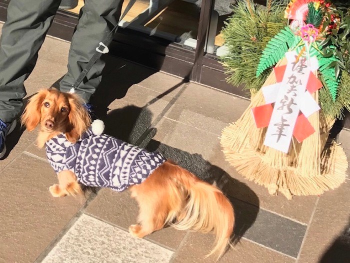 お正月だから、いつもよりキリッ!(お母さん提供)