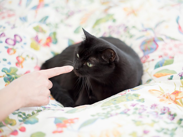 「犬と猫は世界が違う」