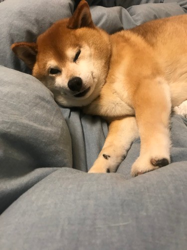 ベッドの上にもふっと寝るのが好きだった