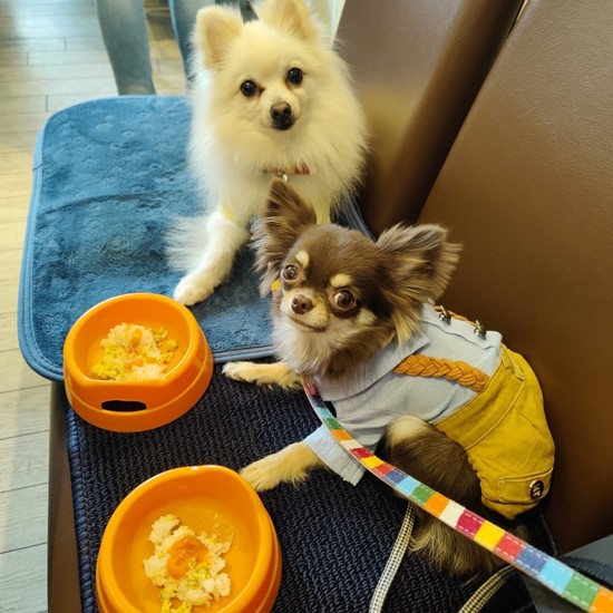 お友達ワンコとお出かけも(お母さん提供)