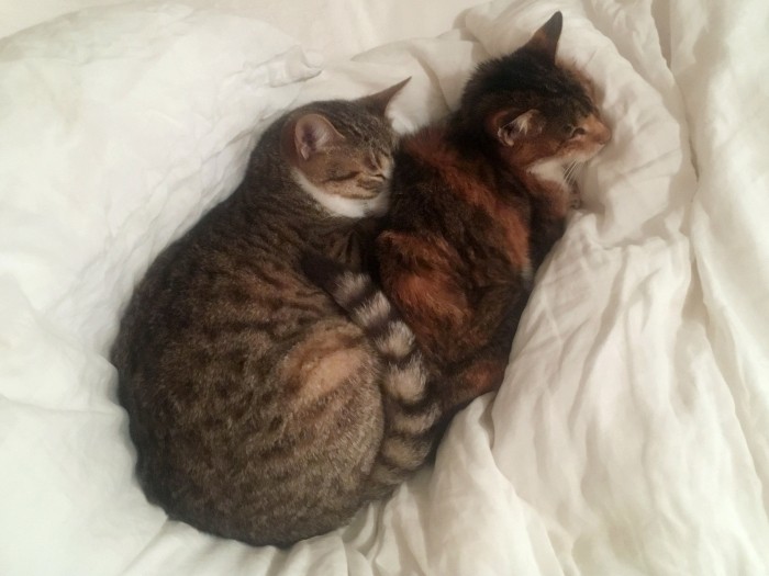 雪の夜のくまとタロ