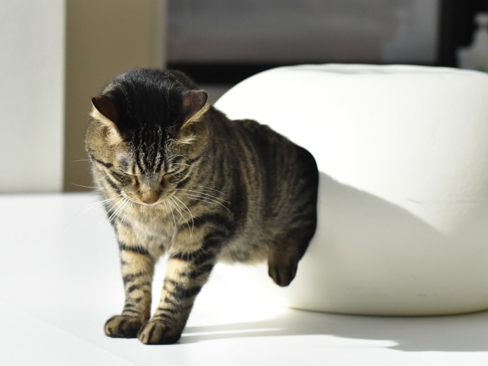 昼寝を終えてハウスから出てきたジャンゴ(小林郁人撮影)