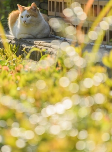 yuminyanko / 廣済堂出版