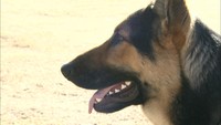 新米警察犬がお手柄!コンビニ強盗 スマホのにおいで容疑者追跡 岡山