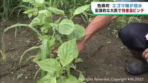 記録的大雨で特産品エゴマの畑が冠水し生育に懸念 宮城・色麻町