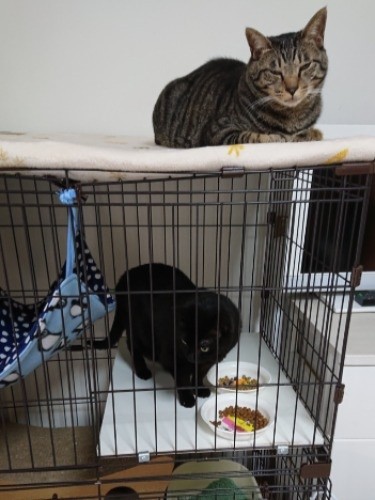 しばらくすると口の違和感もなくなり、はっぴーのごはんを失敬するほど