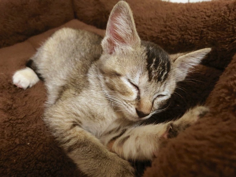 次に来たのが「あたし」よ。かわいいでしょ (河野さん提供)