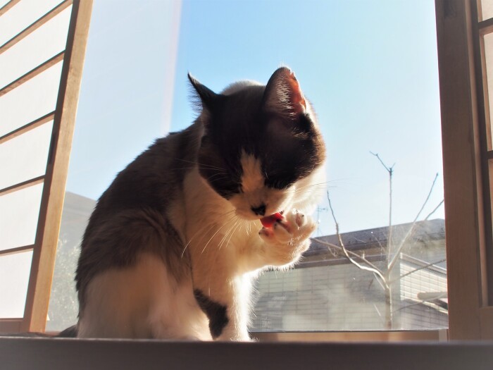 毛づくろいも念入りに